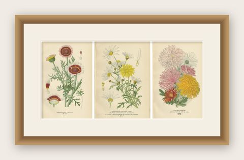 Botanical Prints: Chrysanthemum Carinatum, Paris Daisy & Chrysanthemums, 1897, shown framed