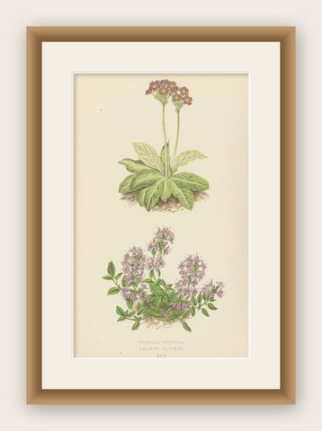 Scottish Primrose and Alpine Thyme hand coloured botanical print 1874, shown framed