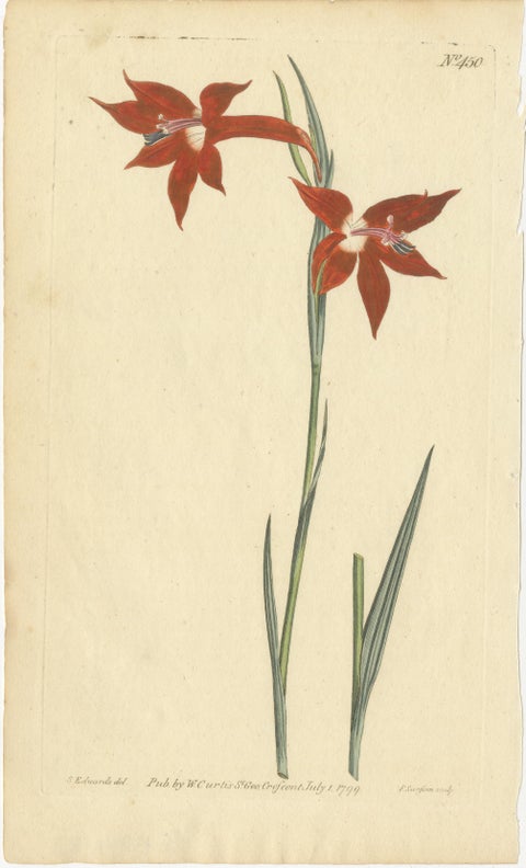 Antique Prints of Red Gladiolus, Purple Gerbera Daisy and Pink Canna Lily, 1799, view 3