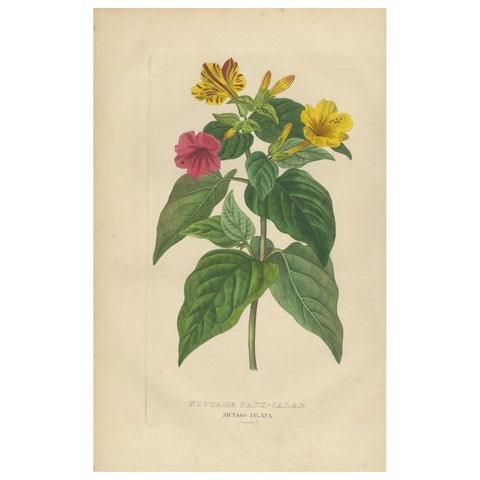 Nictago Jalapa (Marvel of Peru), Hand-Colored Botanical Engraving, ca.1825