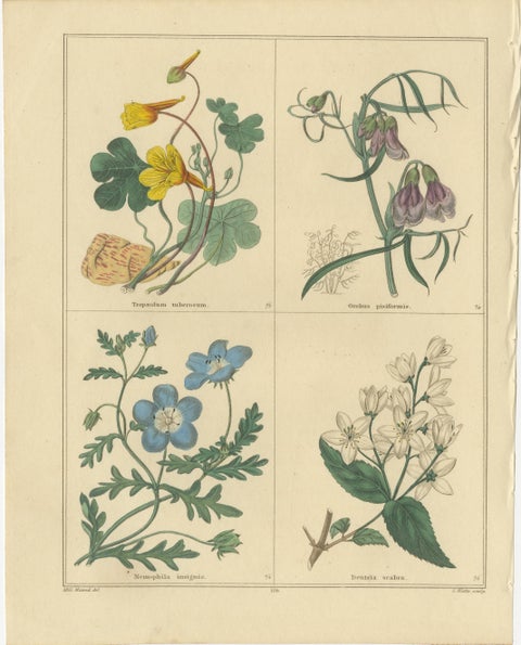 Set of Two Hand-Colored Botanical Engravings by B. Maund 1836, view 2