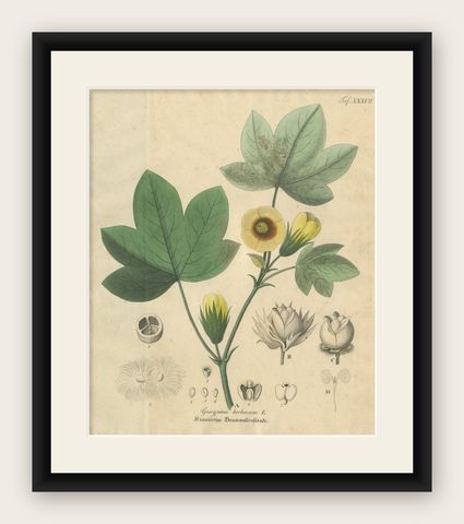 Antique Cotton Botanical Print, Gossypium Herbaceum, c.1831, shown framed