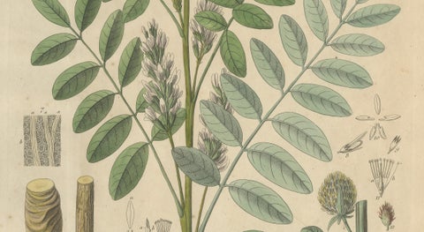 Antique Liquorice Botanical Print, Glycyrrhiza Glabra & Echinata, c.1831, close-up 3