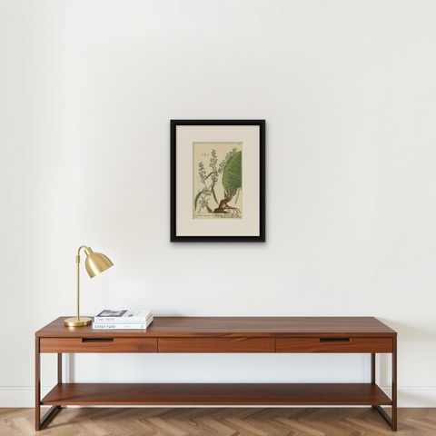 Antique Botanical Print of Rumex Aquaticus, shown framed on a wall, true to size