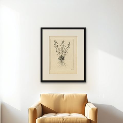 Antique Botany Print of a Limonium Flowering Plant, circa 1680, shown framed on a wall, true to size