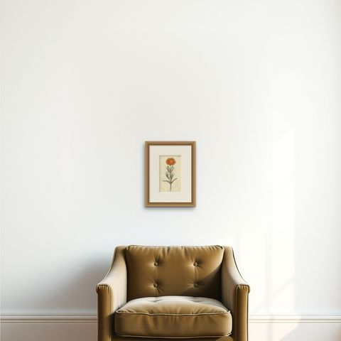Antique Botany Print of Mesembryanthemum Aureum or Golden Fig-Marigold, shown framed on a wall, true to size