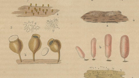 Fungal Forms: Illustrations of Mycological Diversity, 1845, close-up 2