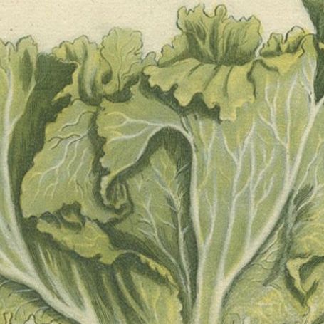 Botanical Splendor: Laburnum and Florae in 18th Century Etching, 1748, close-up 4