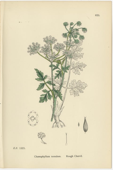 Elegant British Chervil Quartet, Hand-Colored Botanical Prints, England 1902, view 5