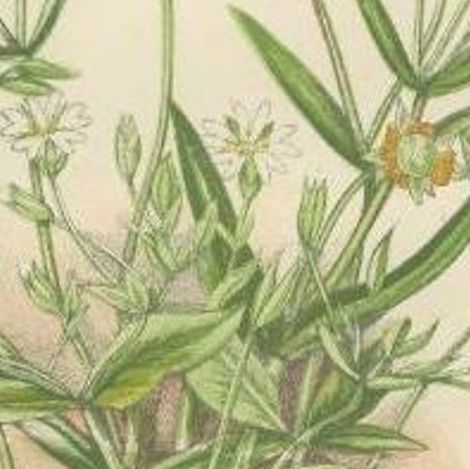 Antique Botany Print of Wood Stitch Wort, C.1860, close-up 1