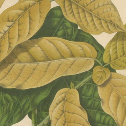Original Antique Botanical Chromolithograph of White Birdcatcher Tree, c. 1880, close-up 5