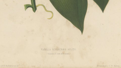 Antique Botanical Lithograph, Vanilla Guianensis, Suriname Orchid, 1856, close-up 4