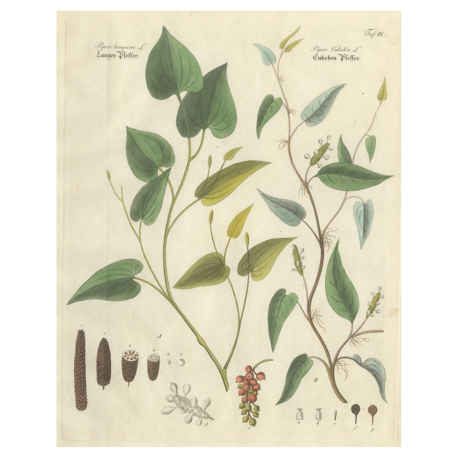 Antique Long & Cubeb Pepper Botanical Print, Piper Species, c.1831