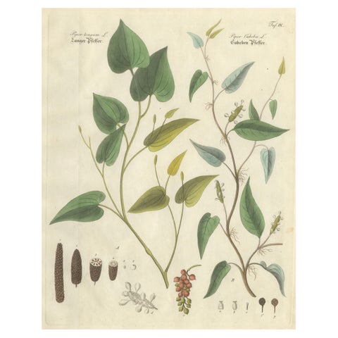 Antique Long & Cubeb Pepper Botanical Print, Piper Species, c.1831