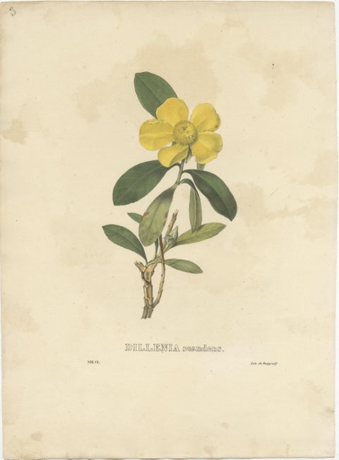 Set of 2 Antique Botanical Prints of Hibbertia Scandens and Sinningia Speciosa, view 3