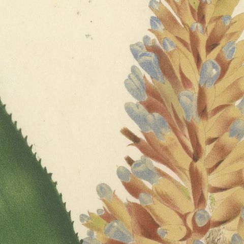 Blue-Flowered Aechmea Botanical Illustration by Louis van Houtte, 19th Century, close-up 4