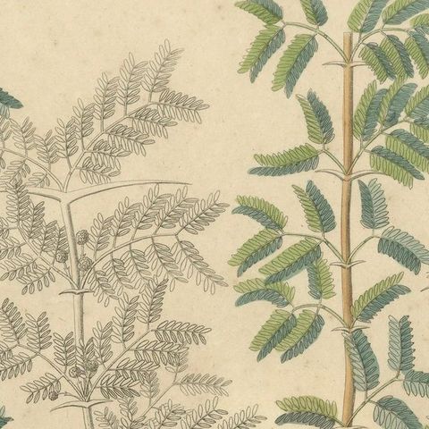 Antique Gum Arabic Botanical Print, Acacia Tortilis & Acacia Seyal, c.1831, close-up 4