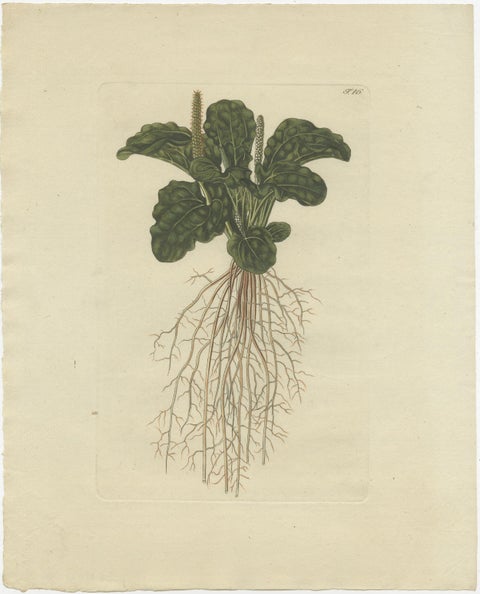 Set of 4 Antique Prints of Various Plants by Jacquin, 'c.1790', view 5