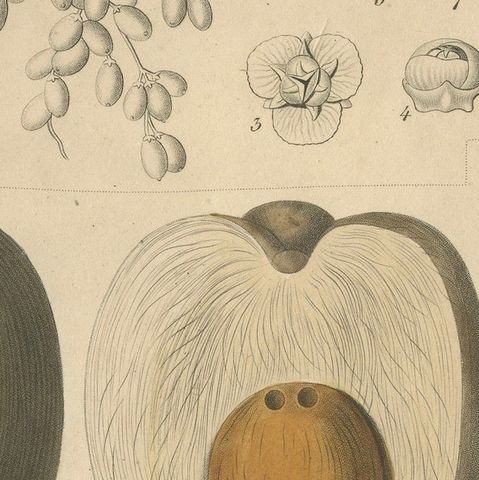 Antique Botanical Print of Coconut Palm, Copper Engraving, c.1831, close-up 5