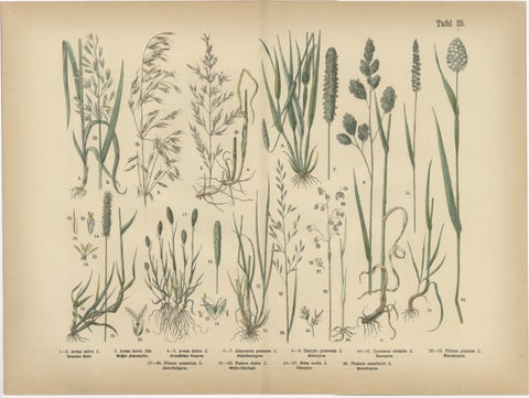 Antique Botanical Prints Set, German Flora & Orchids Atlas, Stuttgart 1885, view 2