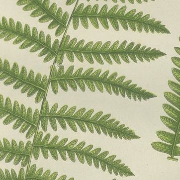 Oblong Woodsia, Marsh Fern and Mountain Fern, Botanical Triptych, 1873, close-up 2