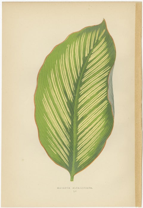 Set of 6 Botany Prints, Alocasia Metallica, Echites Nutans (1891), view 3