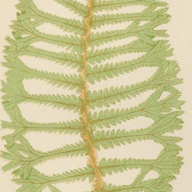 Antique Hand-Colored Fern Prints, Aspidium Filix-Mas Series, Botanical Art 1868, close-up 2