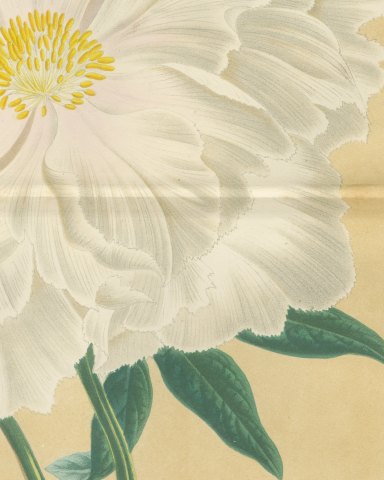 White Tree Peony Princesse Marie des Pays Bas, Paeonia Moutan, 1858, close-up 1