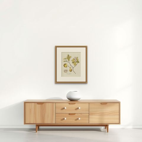 Antique Botany Print of a Quince Tree by Plenck, 'circa 1790', shown framed on a wall, true to size