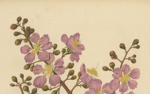 Original Antique Botanical Chromolithograph of Queen's Crape Myrtle, c. 1880, close-up 1
