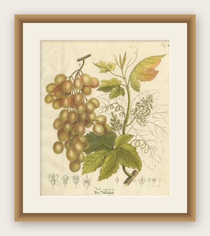 Antique Grape Botanical Engraving, Vitis Vinifera, Hand Colored, c.1831, shown framed