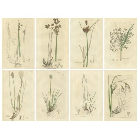 Set of 8 Antique Botanical Engravings of Bulrush, Cottongrass & Arrowgrass, 1830
