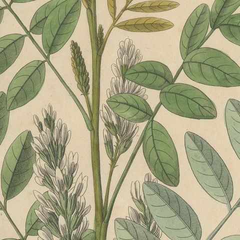 Antique Liquorice Botanical Print, Glycyrrhiza Glabra & Echinata, c.1831, close-up 6