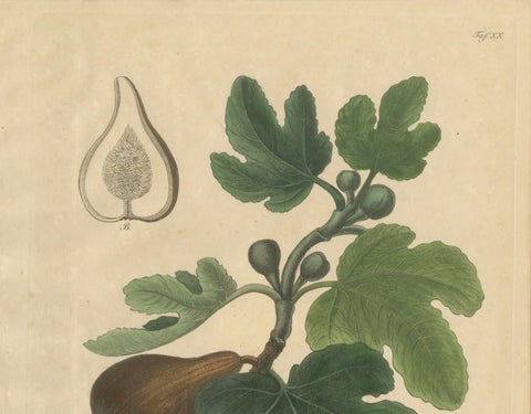 Antique Fig Botanical Print, Ficus Carica, Hand Colored, c.1831, close-up 1