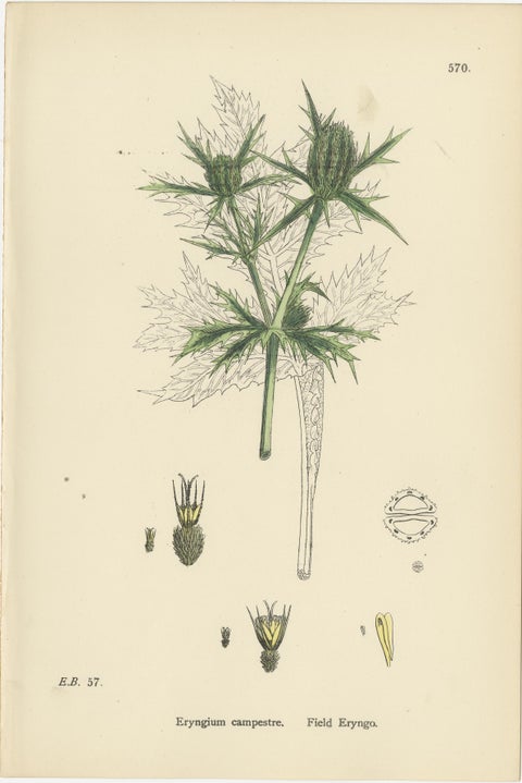 Botanical Engravings of Sea-Holly, Field Eryngo, and Water Hemlock, 1902, view 3