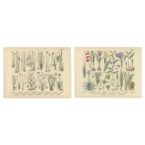 Antique German Botanical Atlas Plates, Grasses & Exotic Plants, 1885