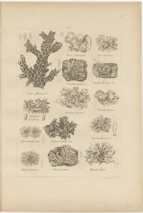 Antique Lichen Prints Set of 6, German Botanical Lithographs 1874, view 3