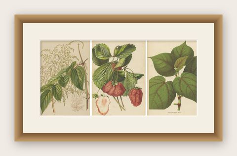 Set of 3 Antique Botany Prints, Spirea, Strawberry, by Oudemans, circa 1865, shown framed