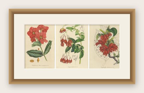 Exquisite Botanical Illustrations from Curtis’s Botanical Magazine (1847), shown framed