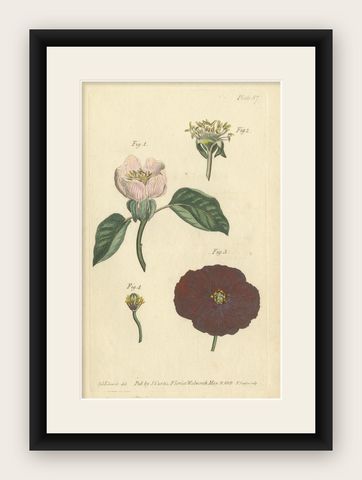 Antique Botanical Engraving of Apple Blossom and Mallow, 1803 Floral Print, shown framed