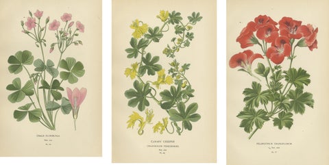 Victorian Geranium Elegance: A Triptych of Horticultural Art, 1896, view 5