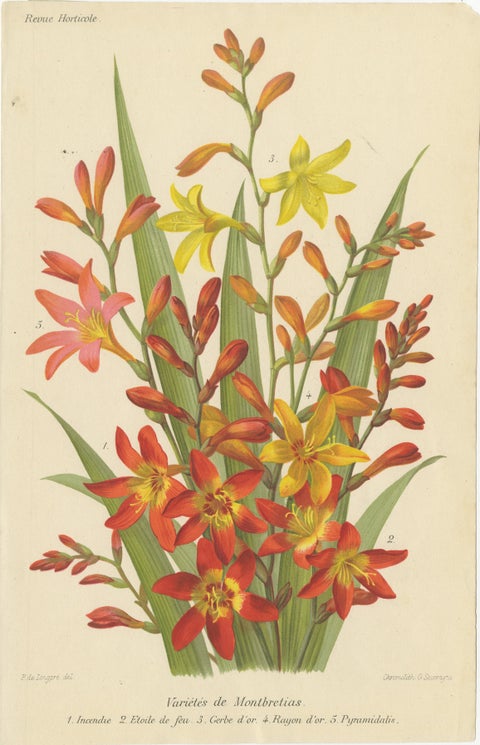 Exquisite Botanicals: Clianthus, Grevillea, Anthurium, and More, circa 1885, view 7