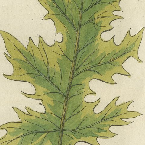 Acanthus Leaves, Classical Ornament Plant, Antique Bertuch Print, circa 1810, close-up 4