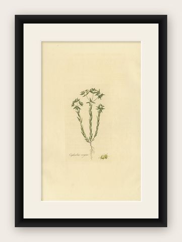 Antique Botany Print of Euphorbia Exigua by Curtis, circa 1817, shown framed