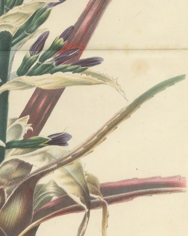 Bromelia Commeliniana, Flowering Bromeliad Chromolithograph, 1859, close-up 3