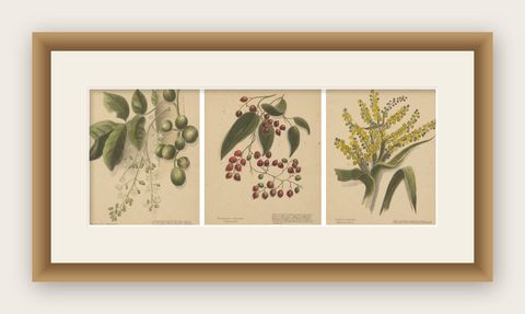 New Zealand Native Plants & Fruits, Set of Three Botanical Lithographs, 1890, shown framed
