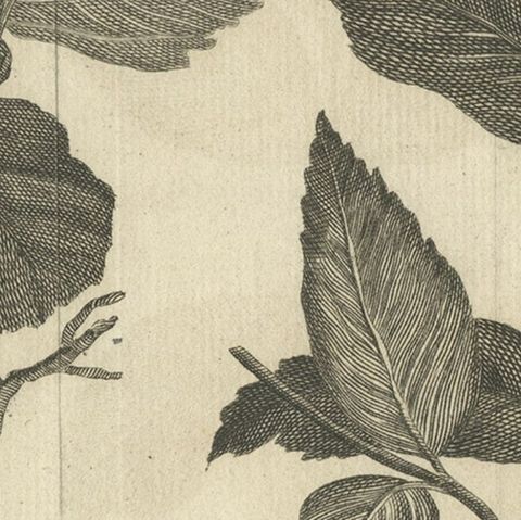 Antique Botany Print of Alnus And Fraxinus by Le Bas, 1752, close-up 2