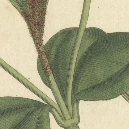 Elegant Pink Quill in Full Bloom: An 18th Century Botanical Ilustration, close-up 5