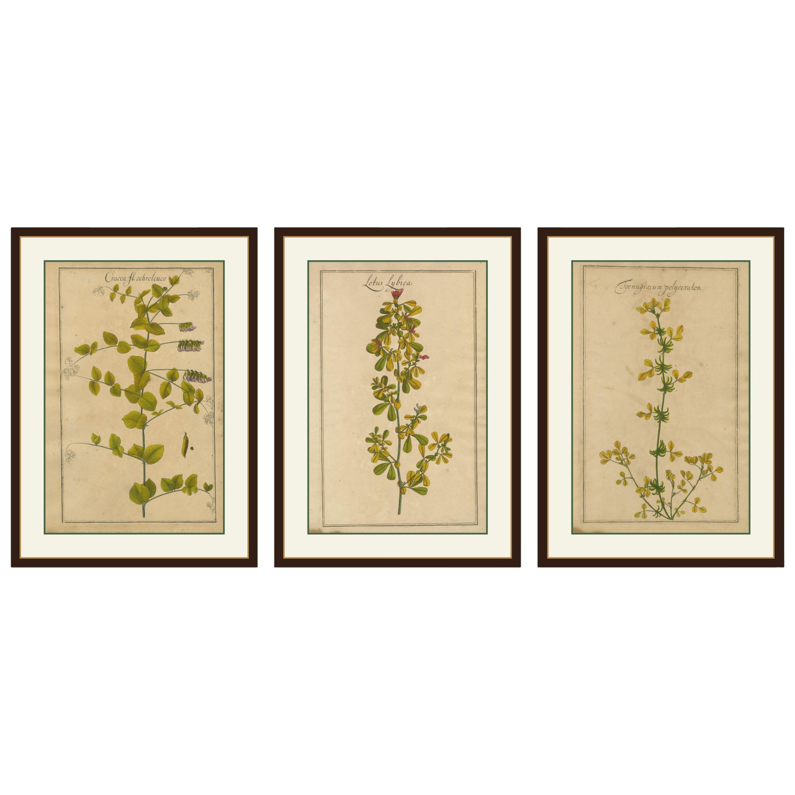 Set of 3 Rare Botanical Engravings, Cracca, Lotus & Foenugracum, ca.1690