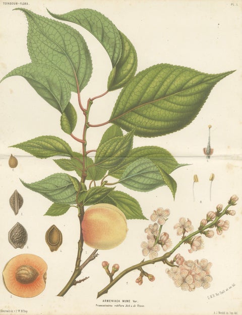Antique Botanical Lithograph, Armenian Apricot, de Vriese, 1856, close-up 5